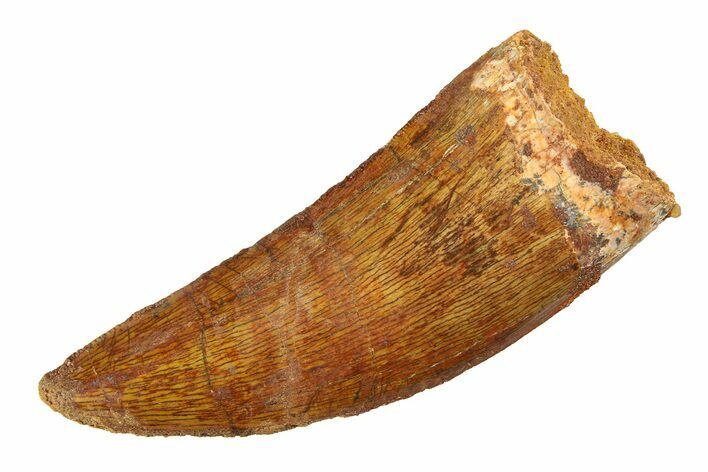 Serrated, Carcharodontosaurus Tooth - Real Dinosaur Tooth #351721
